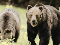 Slováci, zbystrite! Práve začína medvedia ruja. V lesoch sú šelmy teraz oveľa aktívnejšie