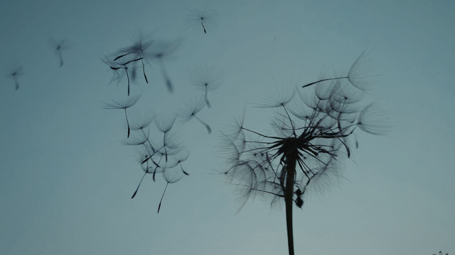 Tragédia na Veľkú noc: Silný vietor vyvrátil strom a ten zabil bábätko a dvoch ľudí