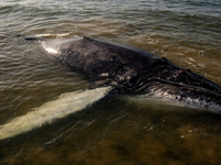 Jeho stav je kritický. Veľryba opäť uviazla na pobreží Európy