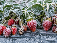 VIDEO: Trápia nás mrazy. Slovenskí poľnohospodári ukázali, ako chránia úrodu