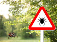 Kliešte sú tento rok extrémne aktívne. Česko a Slovensko patria k svetovým ohniskám nákazy
