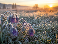 Úroda dostáva zabrať. Máme za sebou ďalšiu mrazivú noc