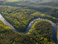 Foto: Vedci objavili nový druh žaby, mláďatá nosí vo vaku na chrbte