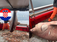 Chorvátski rybári vylovili z mora nečakaný úlovok – žraloka. Majú sa turisti obávať?