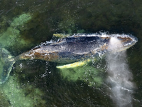 Uviaznutá veľryba v Nemecku stále žije a trpí. Zvažuje sa posledný pokus o záchranu