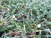 Vrátili sa nočné mrazy: Takto nízko nadránom klesali teploty