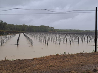 Vinohrady na kolenách: Extrémne dažde splachujú úrodu, pestovatelia hlásia katastrofálne škody