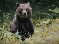 Tragédia len 20 kilometrov od slovenských hraníc: Medveď v lese usmrtil 58-ročnú ženu