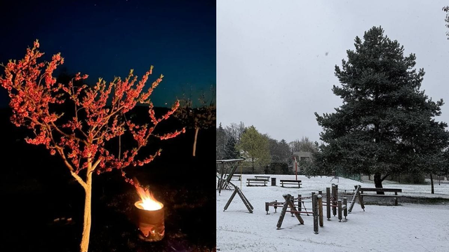 Úrodu poničili mrazy a ešte to nekončí, niekde aj napadol sneh