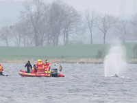 AKTUALITA: Na šťastný koniec to zatiaľ nevyzerá. Opäť sa totiž stalo, že veľryba Timmy uviazla