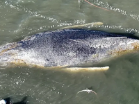 Odborníci stratili nádej. Nové fotografie z dronu ukazujú, že uviaznutá veľryba Tommy má vážne zranenia
