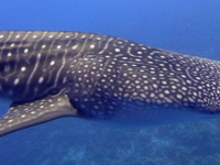 Šok v chorvátskom letovisku: Okolo turistov krúžil 8-metrový žralok