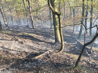 Hasiči pri Považskej Bystrici bojovali s požiarom lesa. Situáciu komplikoval silný vietor