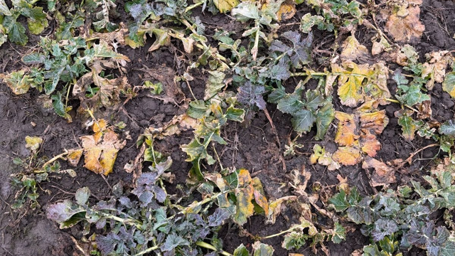 Mráz opäť potrápi poľnohospodárov. Úroda však nemusí byť úplne stratená