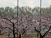 Mrazy útočia: Ovocinári bojujú o úrodu ohňom aj ľadom