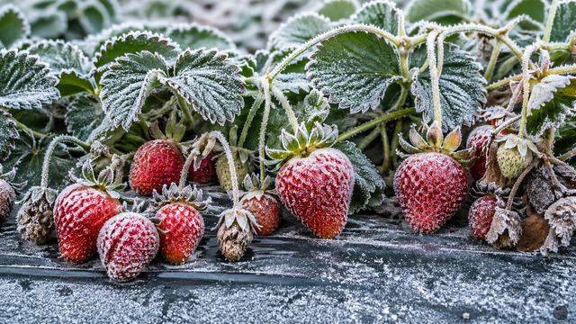 VIDEO: Trápia nás mrazy. Slovenskí poľnohospodári ukázali, ako chránia úrodu