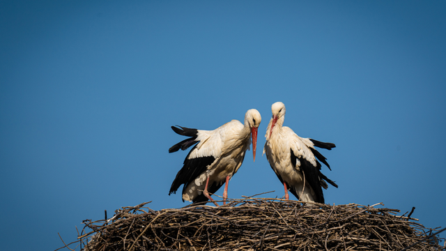 Návrat zimy pozastavil návrat bocianov na Slovensko. Očakávať možno kruté súboje