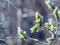 Hrozí veľké poškodenie úrody na Slovensku. Najbližšie hodiny rozhodnú, teploty poklesnú k -5 °C