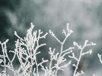 Záhradkári a poľnohospodári musia byť opäť v pohotovosti: Noc na sobotu prinesie ďalšie mrazy