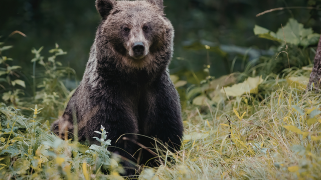 Tragédia len 20 kilometrov od slovenských hraníc: Medveď v lese usmrtil 58-ročnú ženu