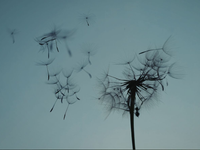 Tragédia na Veľkú noc: Silný vietor vyvrátil strom a ten zabil bábätko a dvoch ľudí