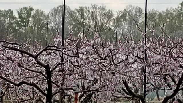 Mrazy útočia: Ovocinári bojujú o úrodu ohňom aj ľadom