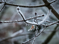 TIP: Takto ochránite svoje stromy pred blížiacimi sa mrazmi