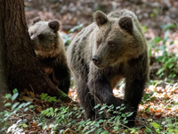 Mesto apeluje na občanov: V tejto lokalite buďte opatrní, pohybuje sa tu viacero medveďov