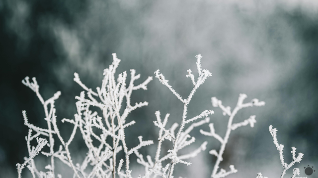 Záhradkári a poľnohospodári musia byť opäť v pohotovosti: Noc na sobotu prinesie ďalšie mrazy