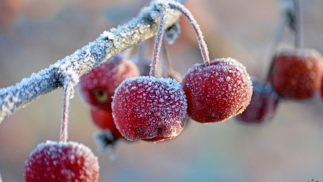 Toto sú kritické teploty, pod ktorými už bude úroda na Slovensku stratená