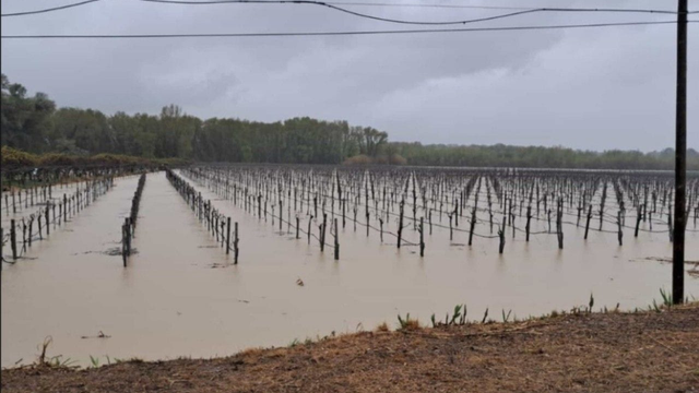 Vinohrady na kolenách: Extrémne dažde splachujú úrodu, pestovatelia hlásia katastrofálne škody