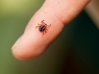 Vedci varujú. Slovensko zasiahla invázia mestských kliešťov. Sú agresívnejšie a infekčnejšie ako tie v lese!