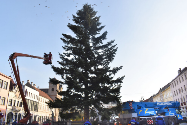 Stromček v plnej paráde, Foto: Judita Čermáková